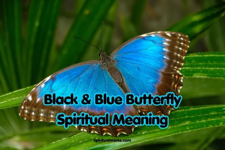 Black and Blue Butterfly Spiritual Meaning