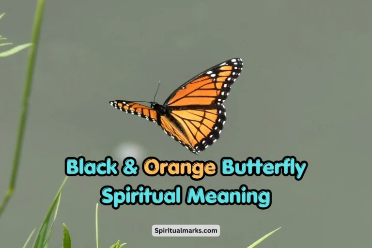 Black and Orange Butterfly Spiritual Meaning and Symbolism