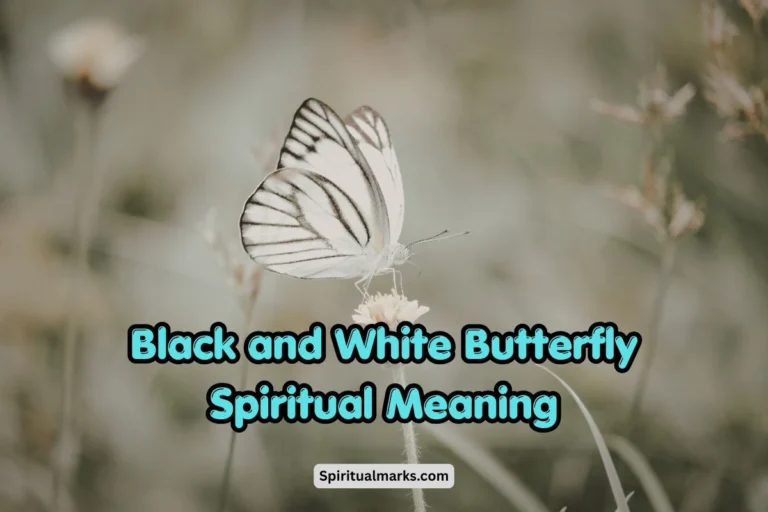 Black and White Butterfly Spiritual Meaning and Symbolism