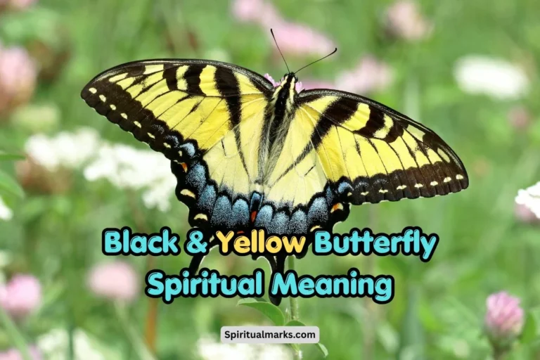 Black and Yellow Butterfly Spiritual Meaning and Symbolism