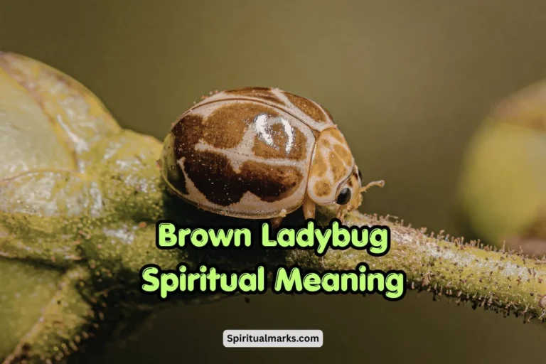 Brown Ladybug Spiritual Meaning, Symbolism and Significance