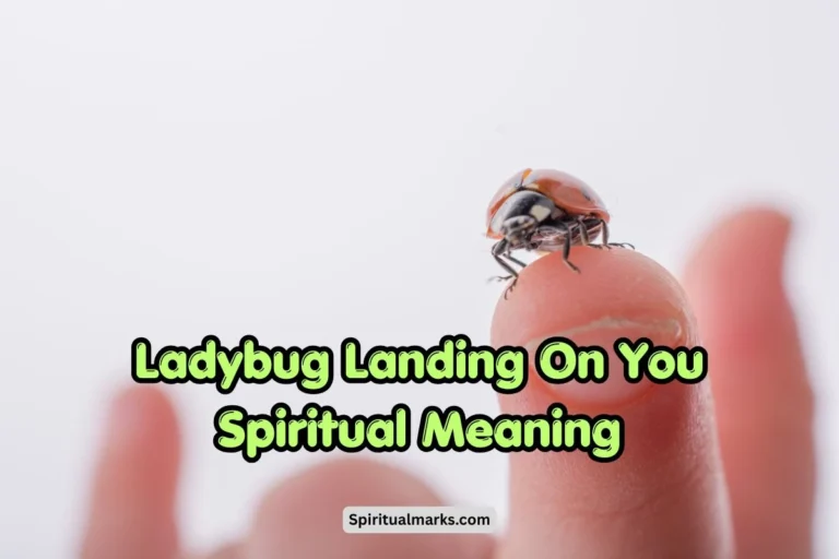 Ladybug Landing On You Spiritual Meaning, Symbolism and Significance
