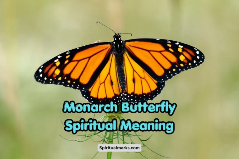 Monarch Butterfly Spiritual Meaning and Symbolism