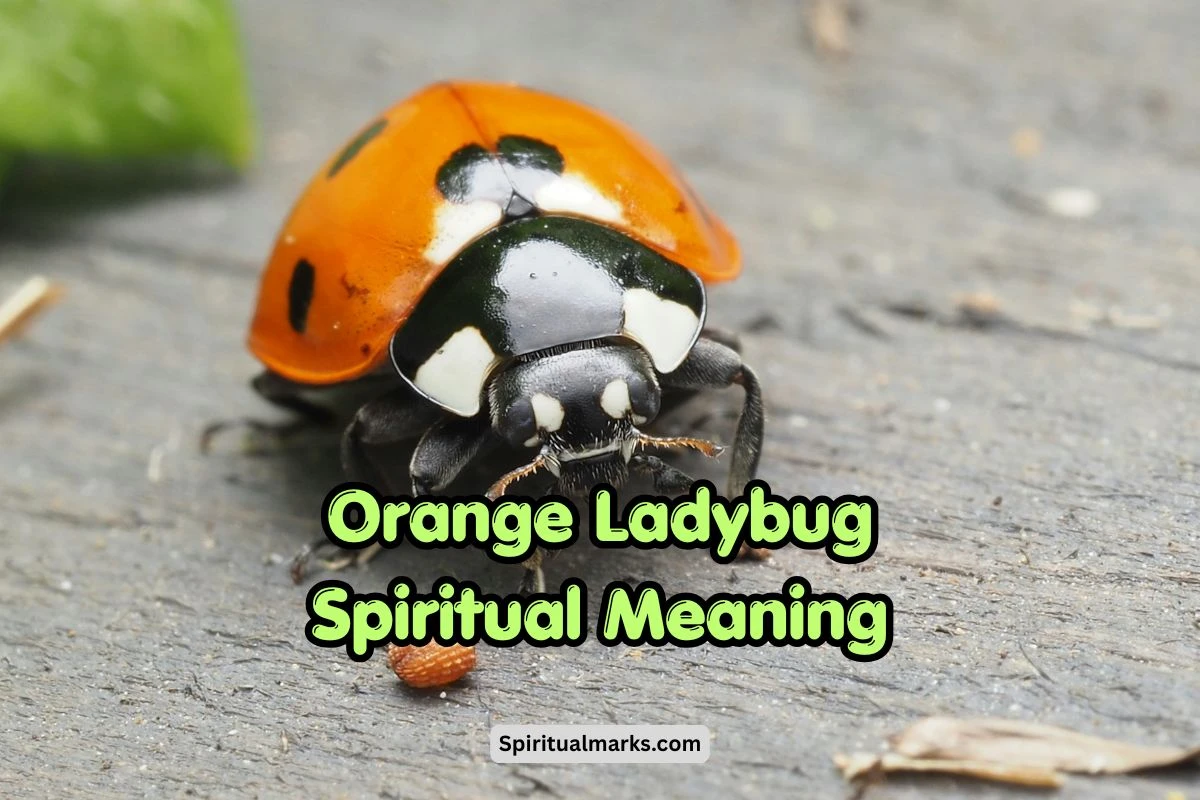 Orange Ladybug Spiritual Meaning, Symbolism and Significance