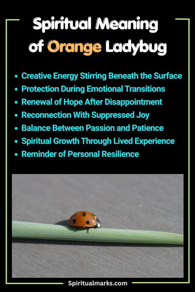 What Does Orange Ladybug Symbolize Spiritually