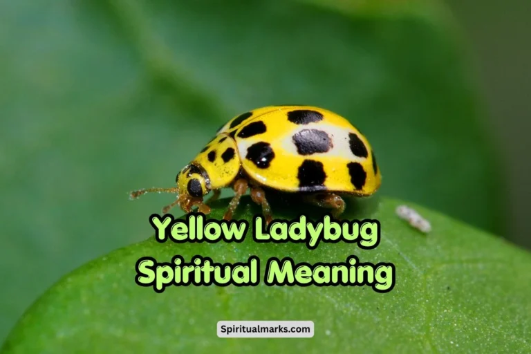Yellow Ladybug Spiritual Meaning, Symbolism and Significance