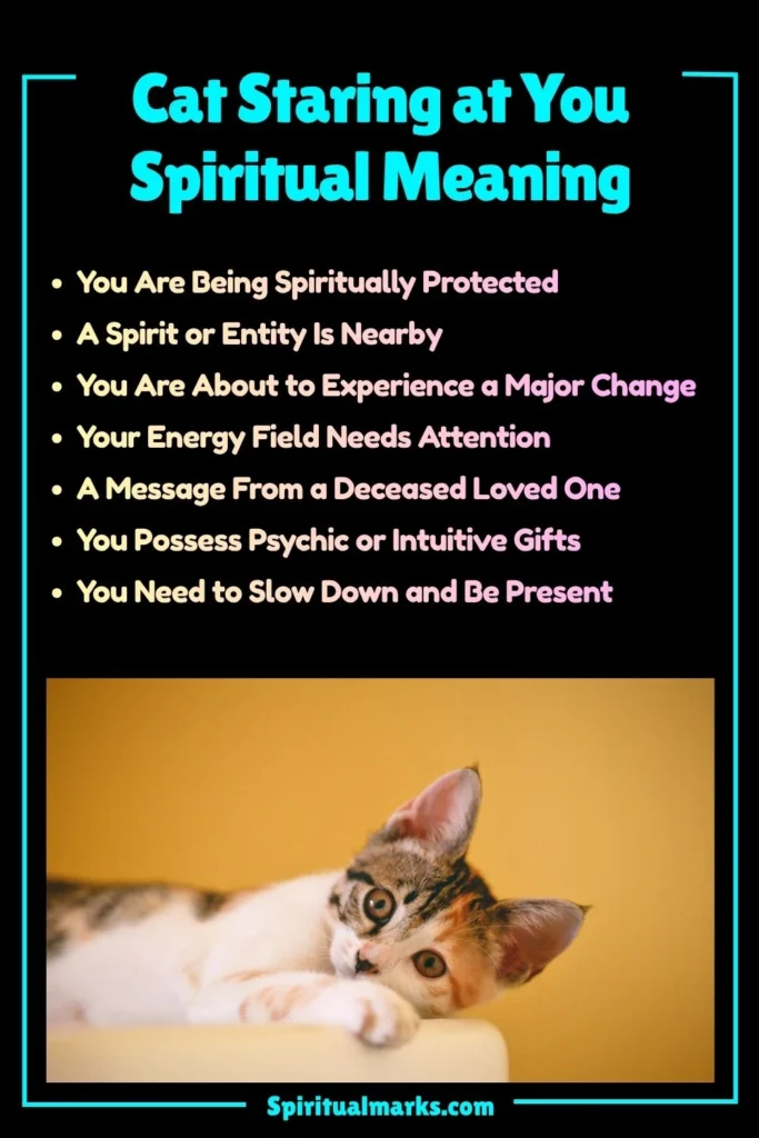Cat Staring at You Spiritual Meaning, Symbolism and Cultural Significance
