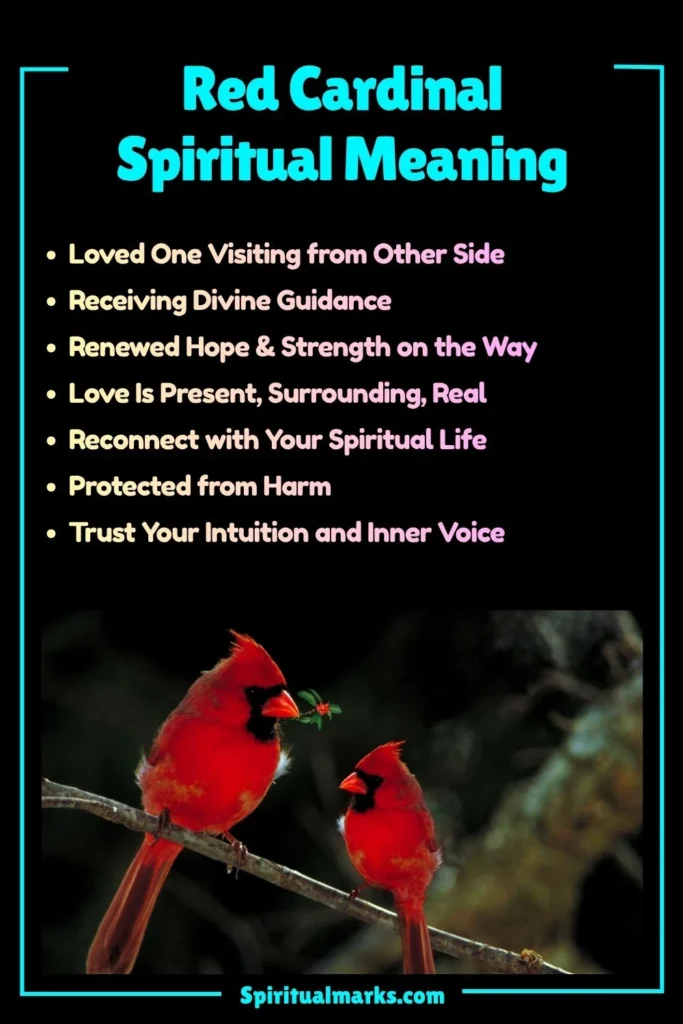 Red Cardinal Spiritual Meaning, Symbolism and Cultural Significance