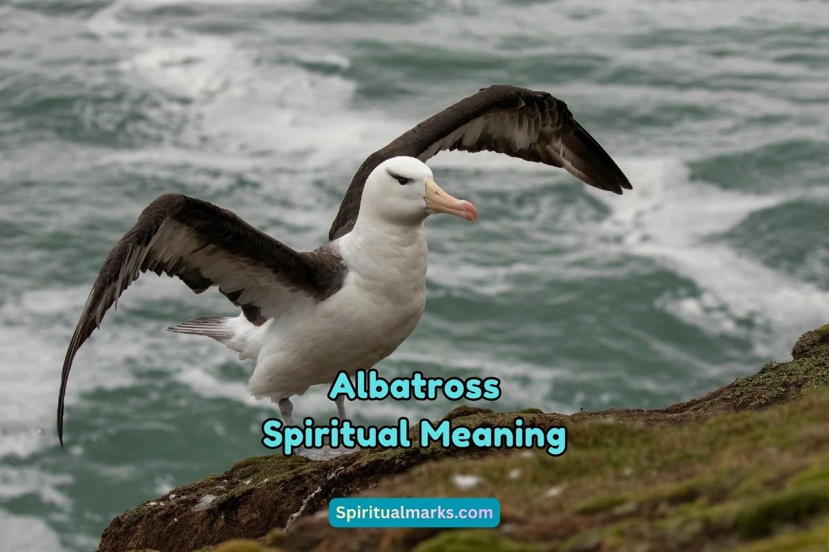 What is the Spiritual Meaning of Albatross