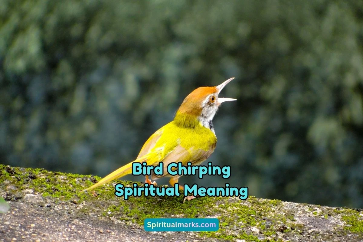 What is the Spiritual Meaning of Bird Chirping