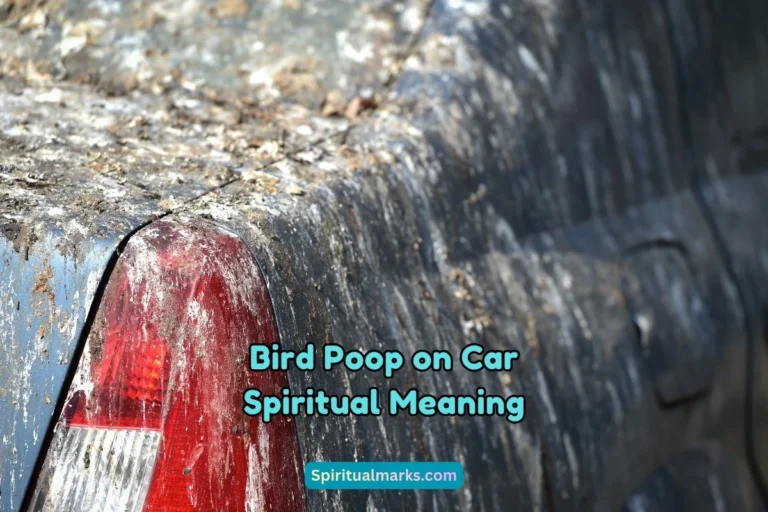 What is the Spiritual Meaning of Bird Poop on Car