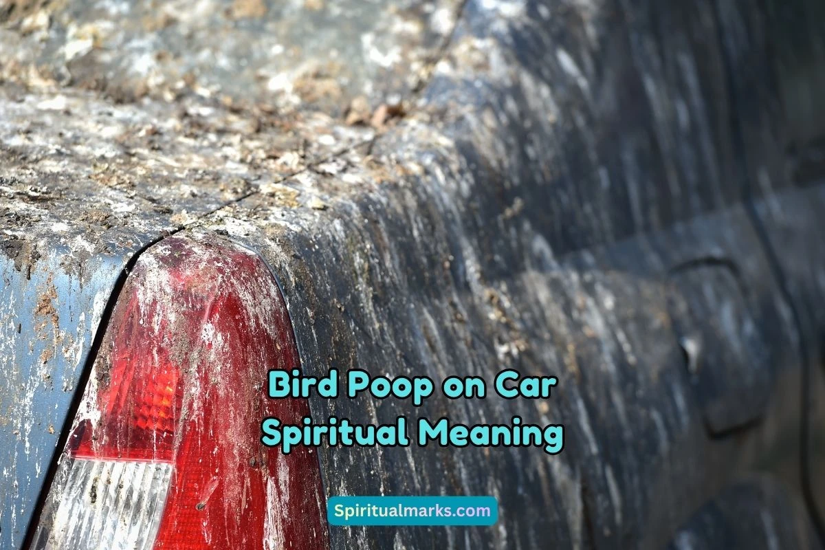 What is the Spiritual Meaning of Bird Poop on Car