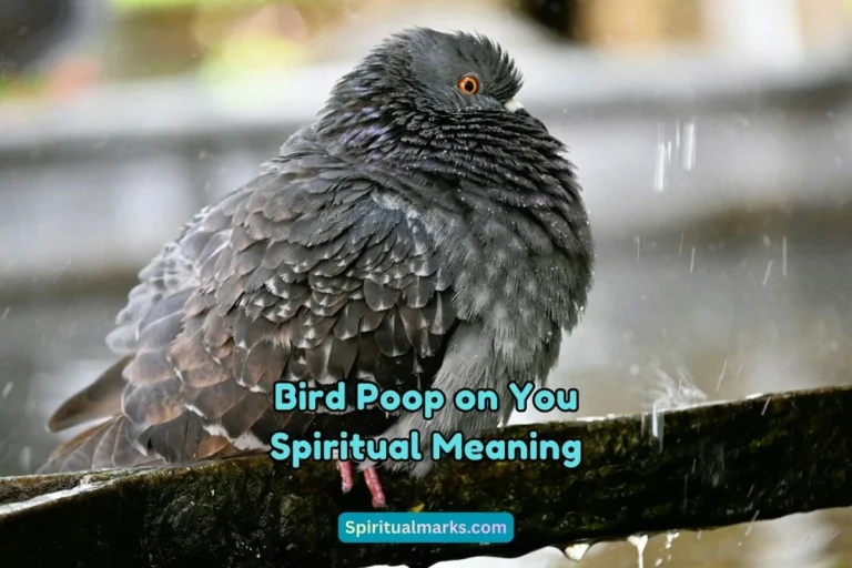 What is the Spiritual Meaning of Bird Poop on You