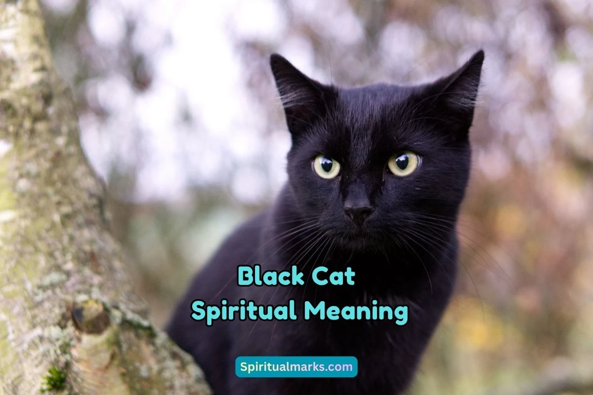 What is the Spiritual Meaning of Black Cat