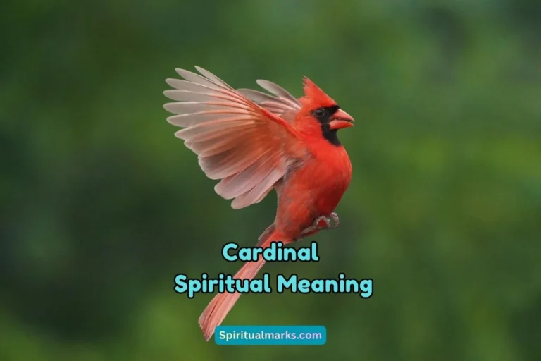 What is the Spiritual Meaning of Cardinal