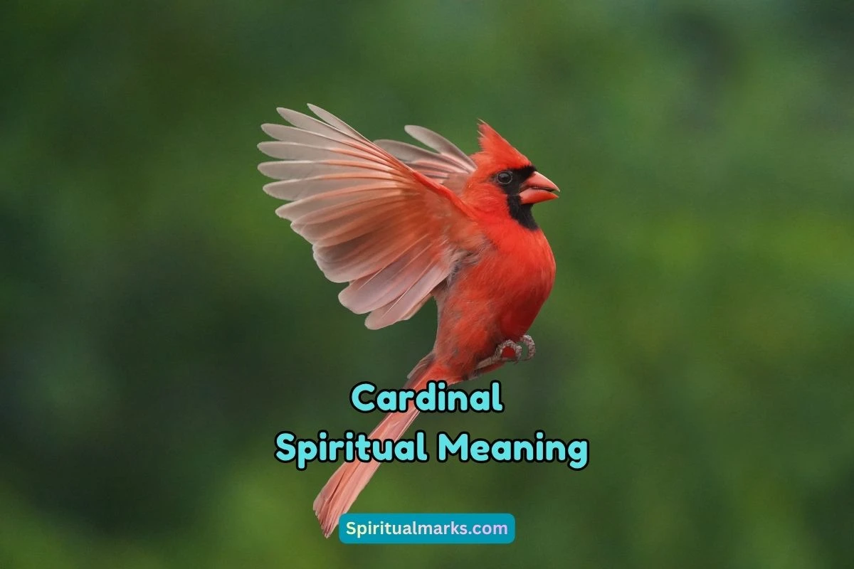 What is the Spiritual Meaning of Cardinal