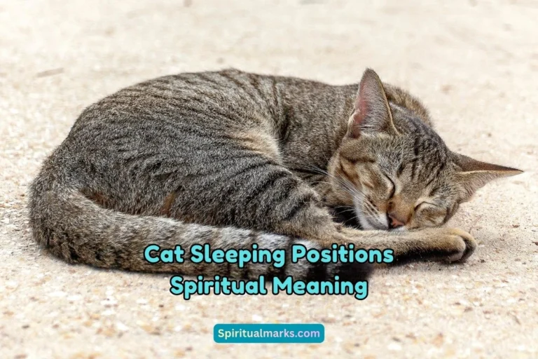 What is the Spiritual Meaning of Cat Sleeping Positions
