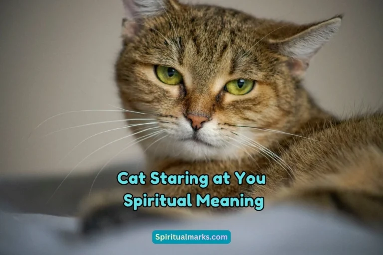 What is the Spiritual Meaning of Cat Staring at You