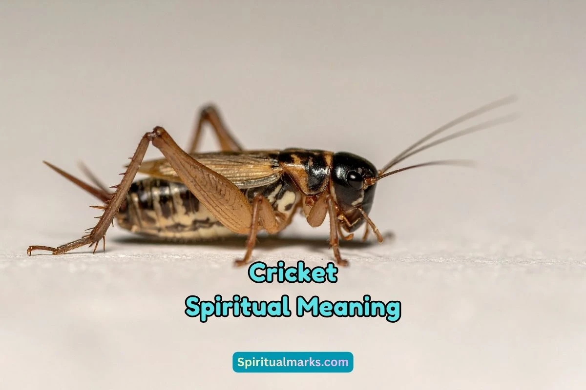 What is the Spiritual Meaning of Cricket