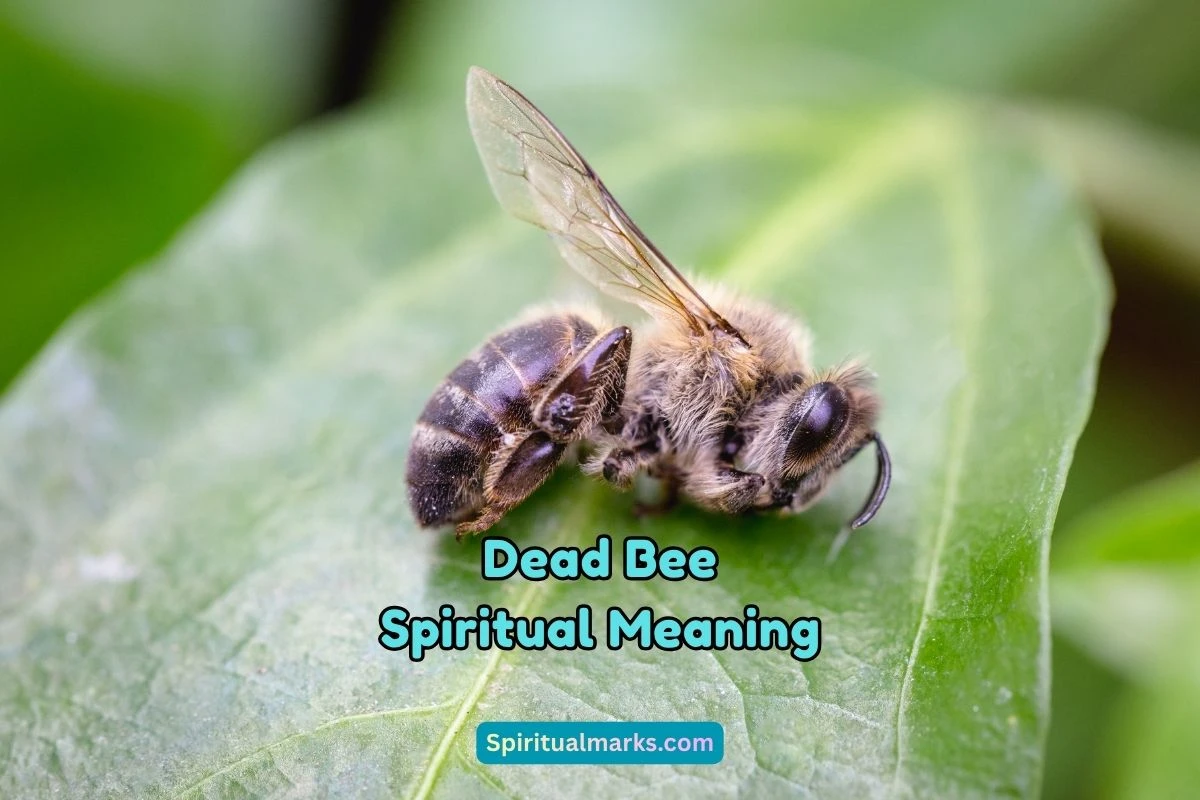 What is the Spiritual Meaning of Dead Bee