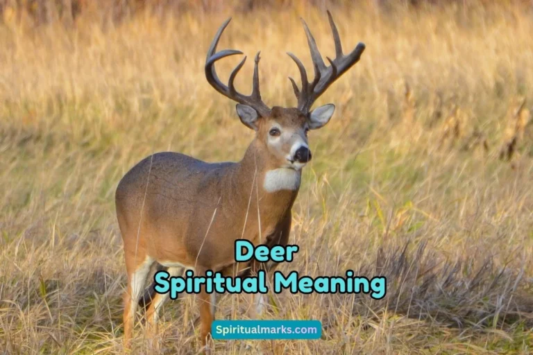 What is the Spiritual Meaning of Deer