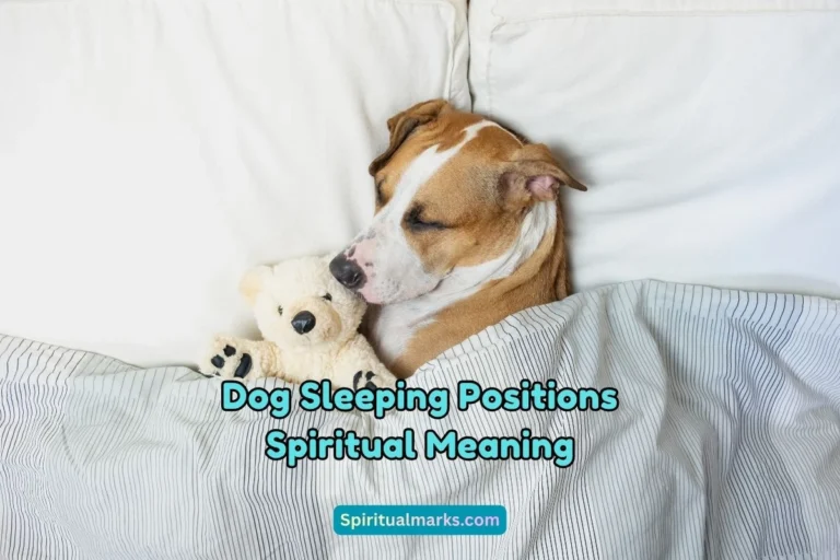 What is the Spiritual Meaning of Dog Sleeping Positions
