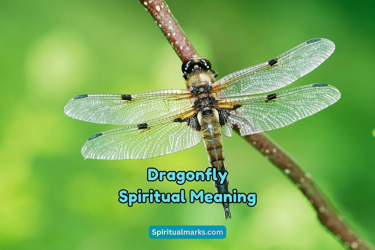 What is the Spiritual Meaning of Dragonfly
