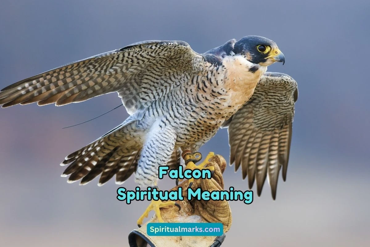 What is the Spiritual Meaning of Falcon