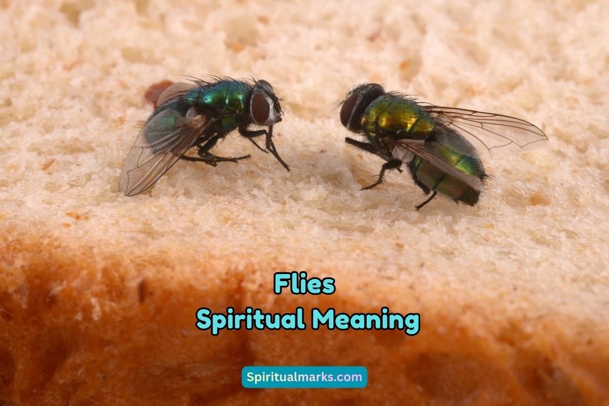 What is the Spiritual Meaning of Flies