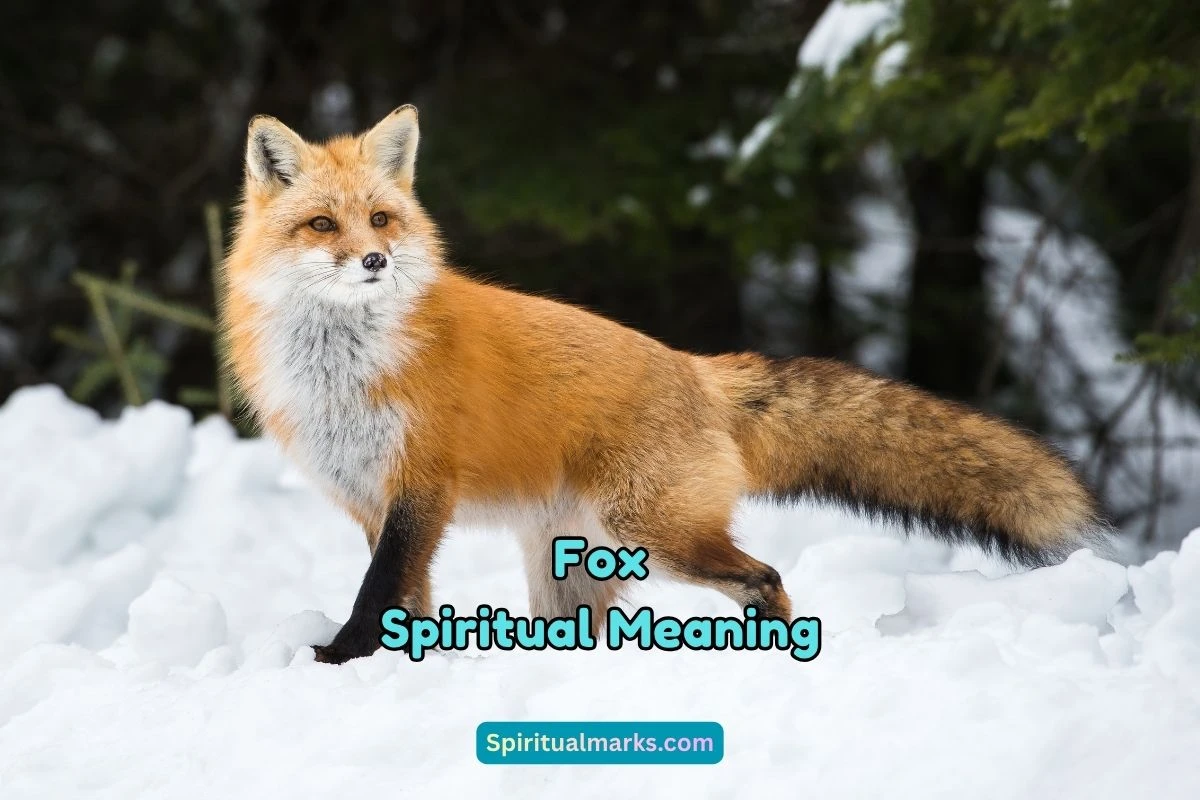 What is the Spiritual Meaning of Fox