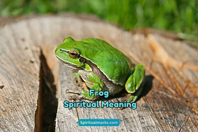 What is the Spiritual Meaning of Frog