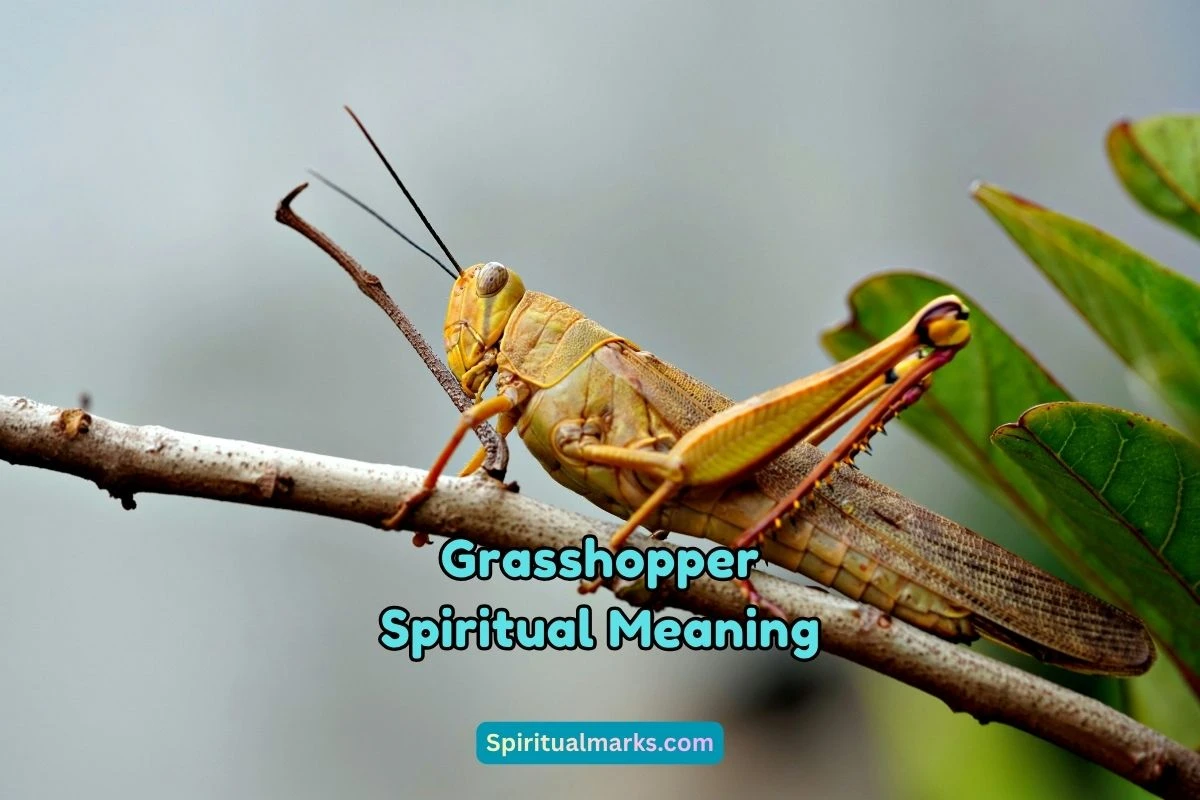 What is the Spiritual Meaning of Grasshopper