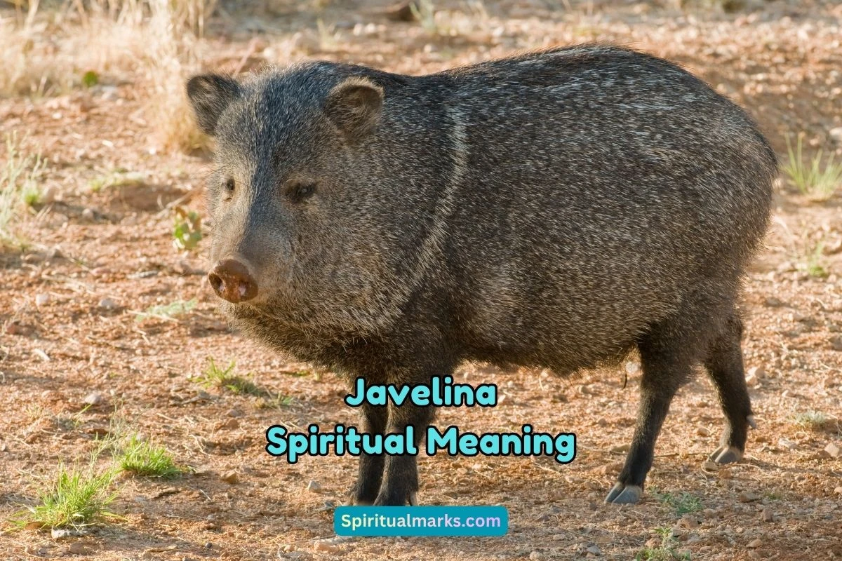 What is the Spiritual Meaning of Javelina