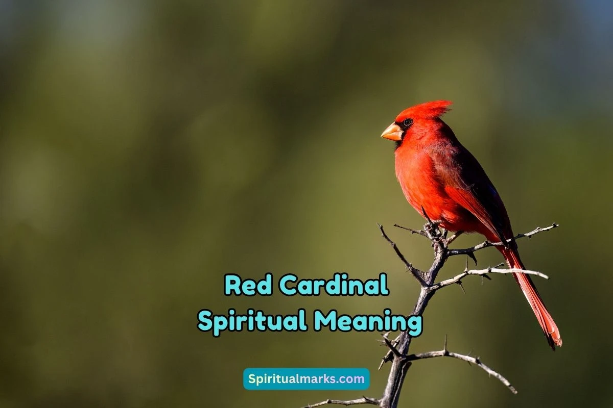 What is the Spiritual Meaning of Red Cardinal
