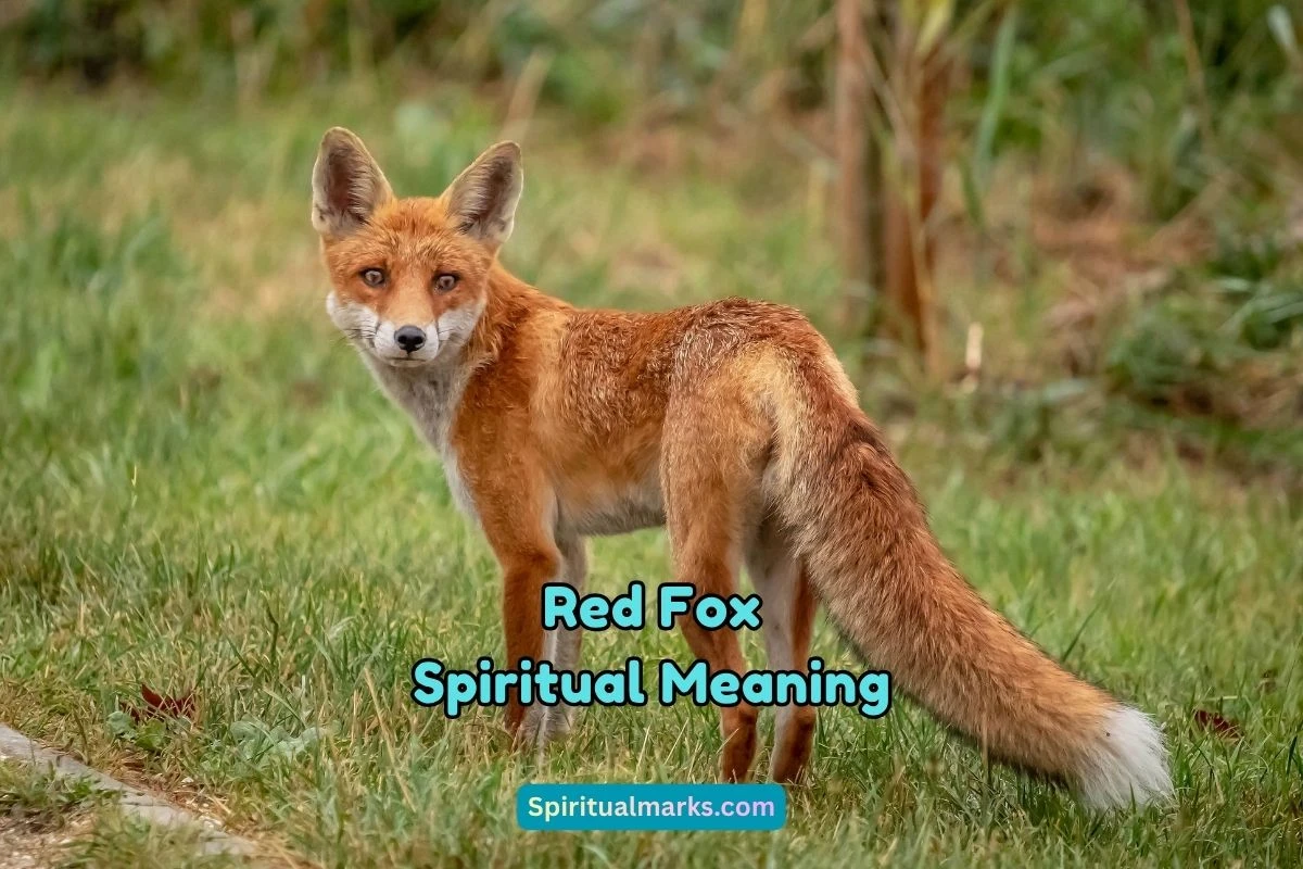 What is the Spiritual Meaning of Red Fox