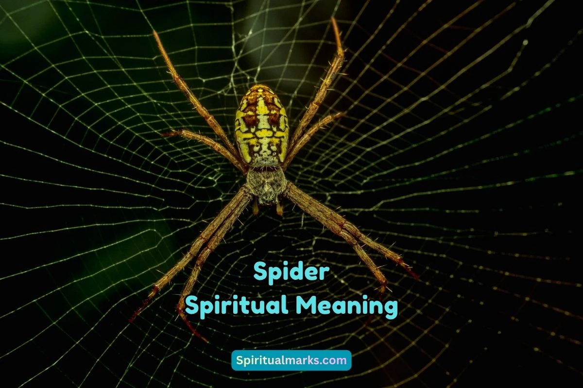 What is the Spiritual Meaning of Spider
